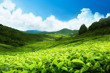 Munnar image