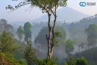 Wayanad tour packages from Chennai