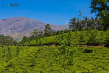 Munnar tour packages from Bangalore