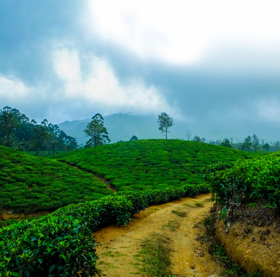 Munnar Kerala Tour Packages