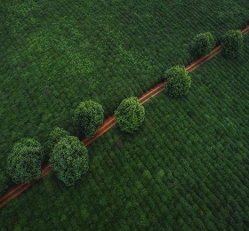 5 Nights 6 Days Honeymoon Wayanad Package